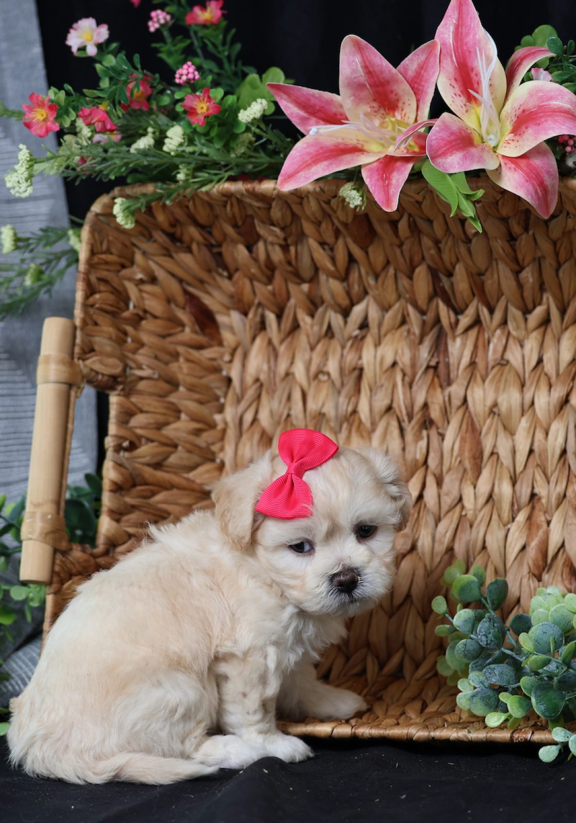 teddy bear dog price