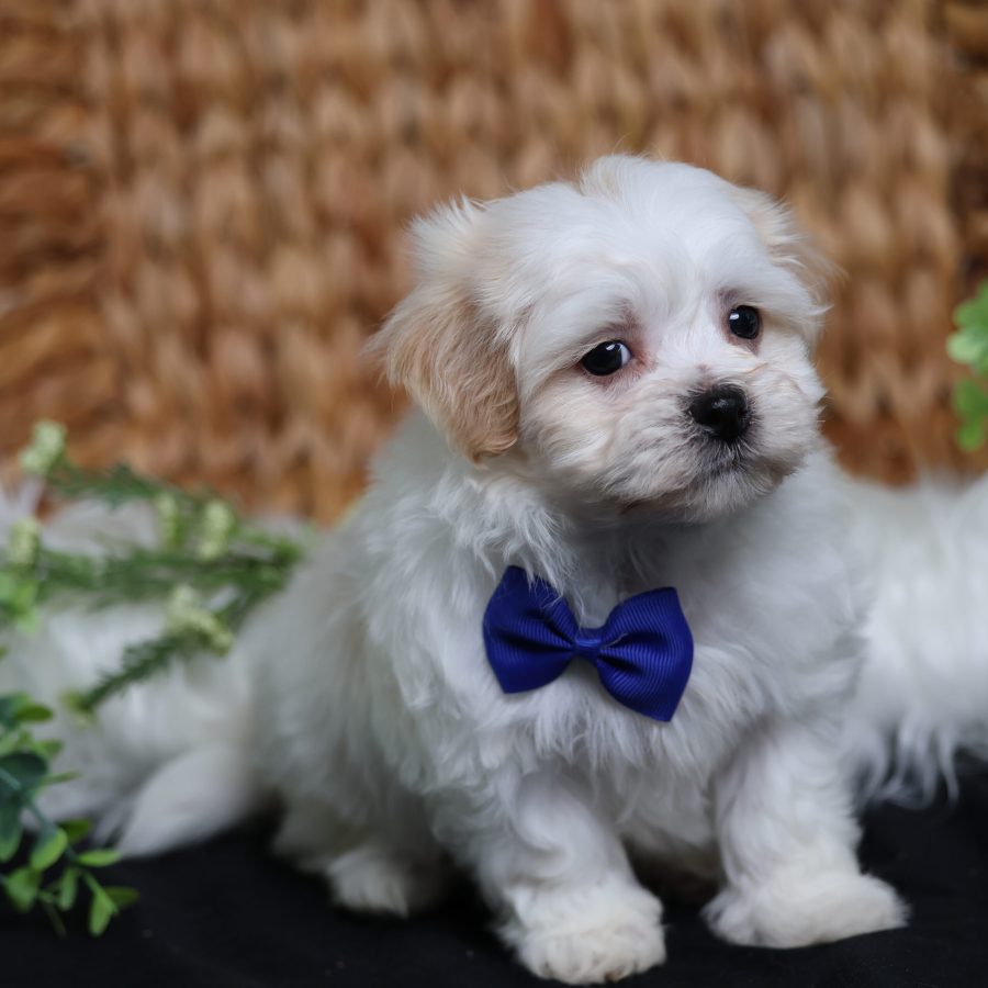 teddy bear dog price