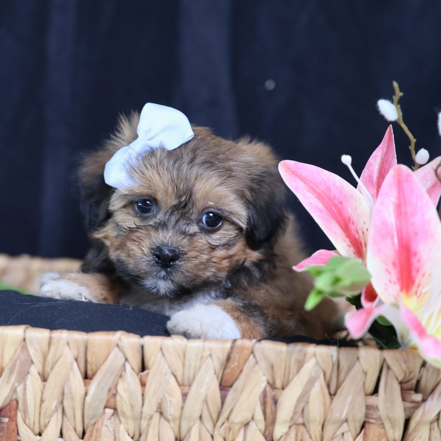 teddy bear dog price