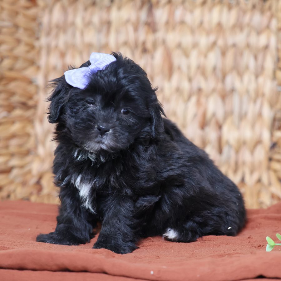 teddy bear dog puppies