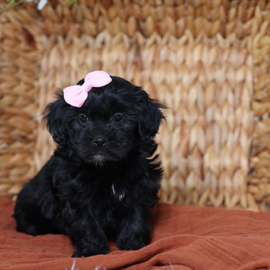 teddy bear dog puppies