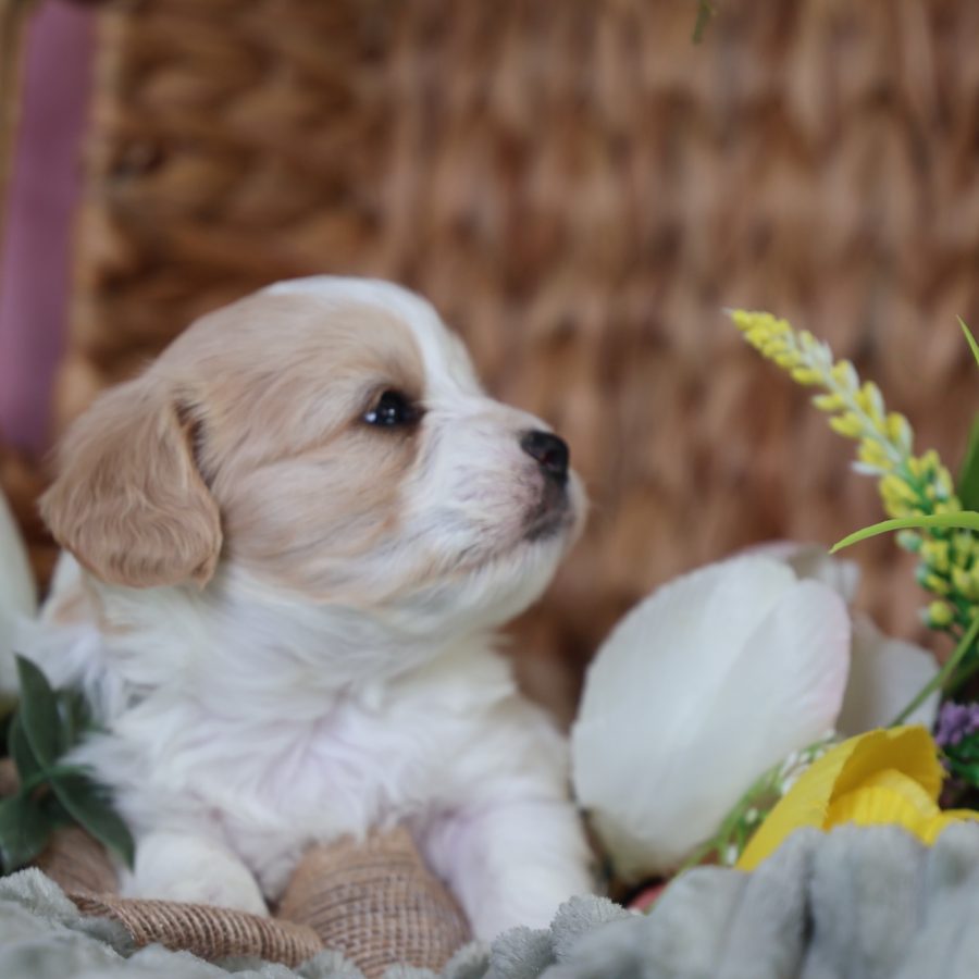 teddy bear dog puppies for sale