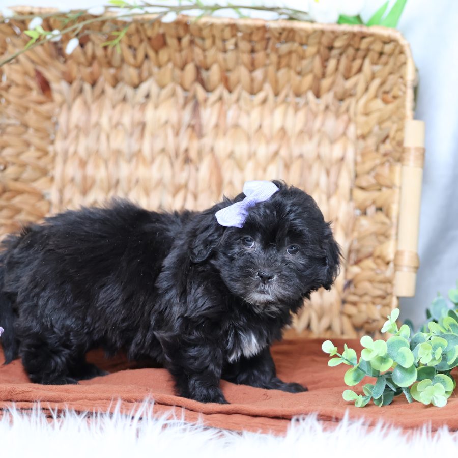 teddy bear dog puppies for sale