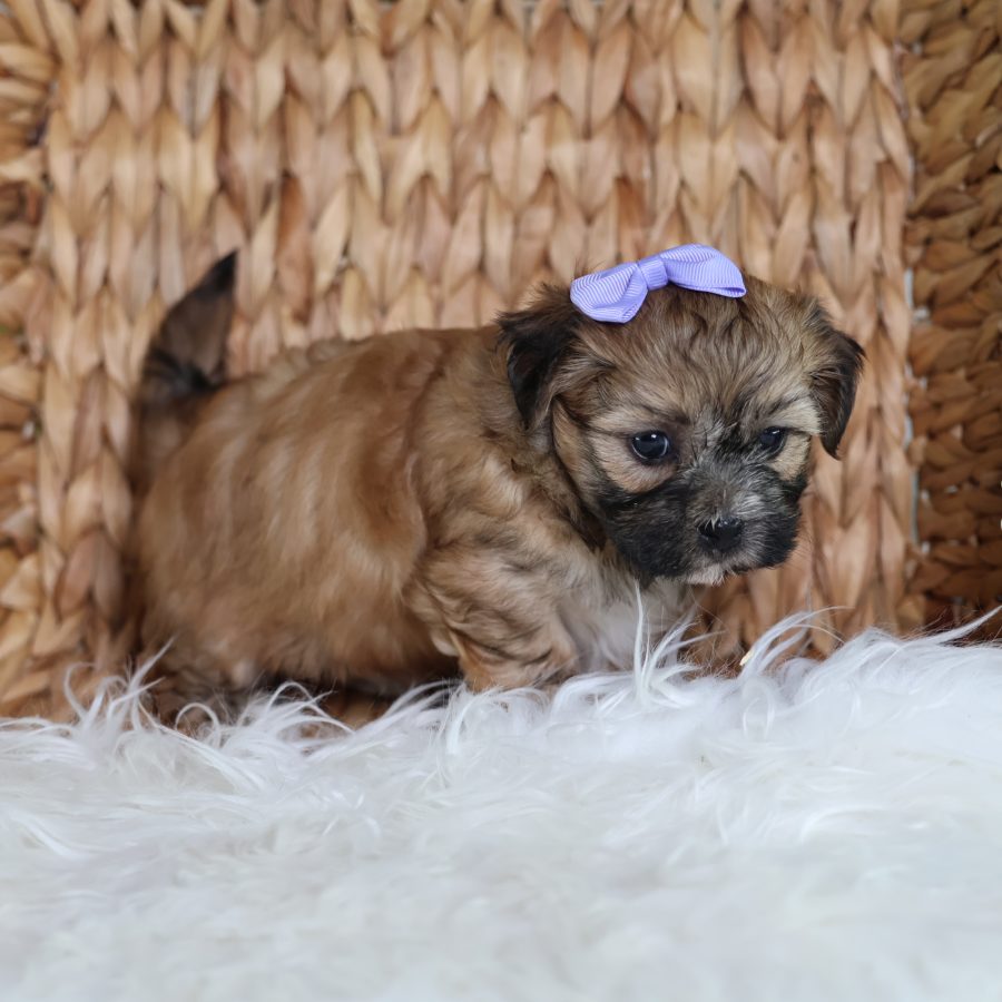 teddy bear dog puppies for sale
