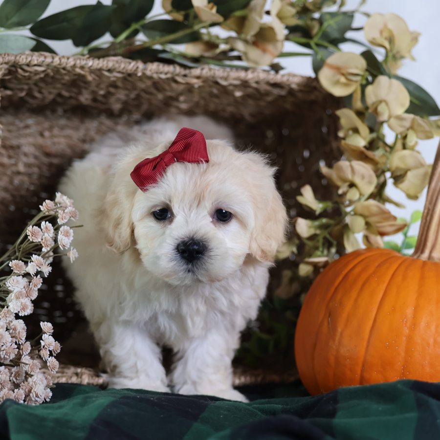 teddy bear dog puppies for sale
