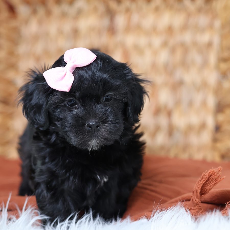 teddy bear dog puppies for sale