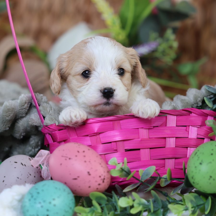 teddy bear dog puppies for sale