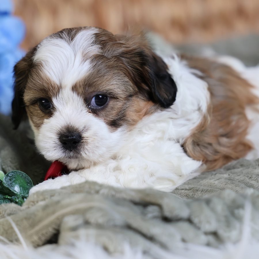 teddy bear dog puppies for sale