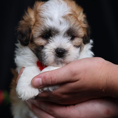 teddy bear dog puppies for sale