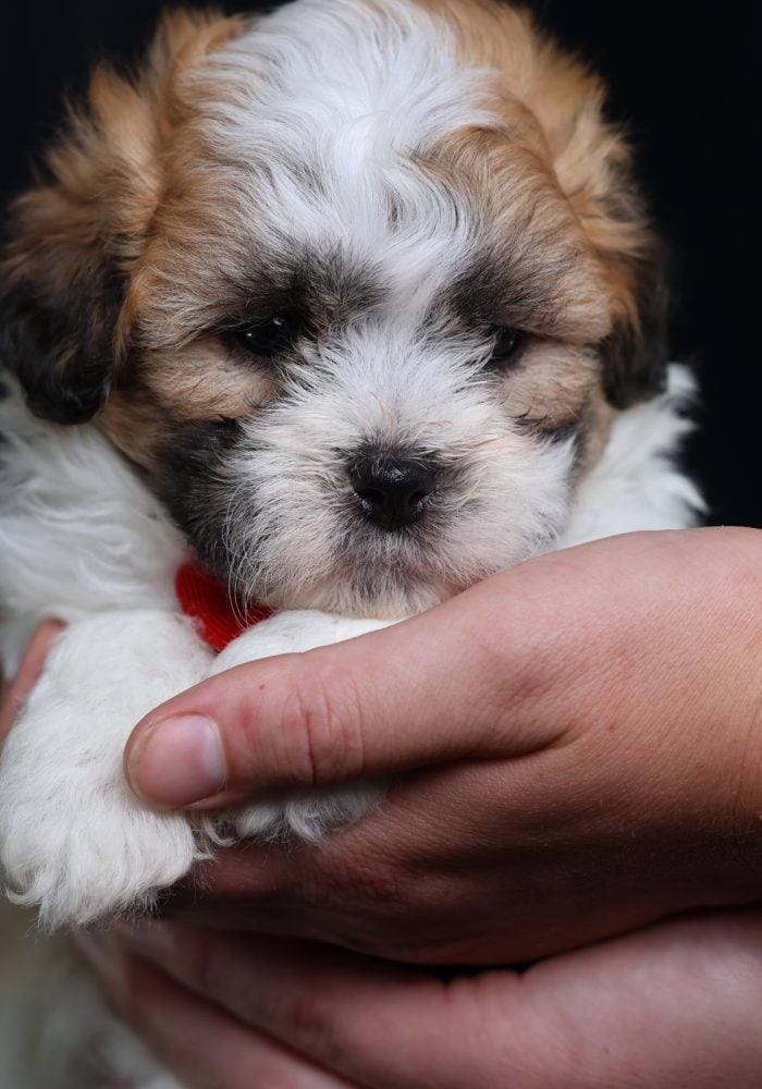 teddy bear dog puppies for sale