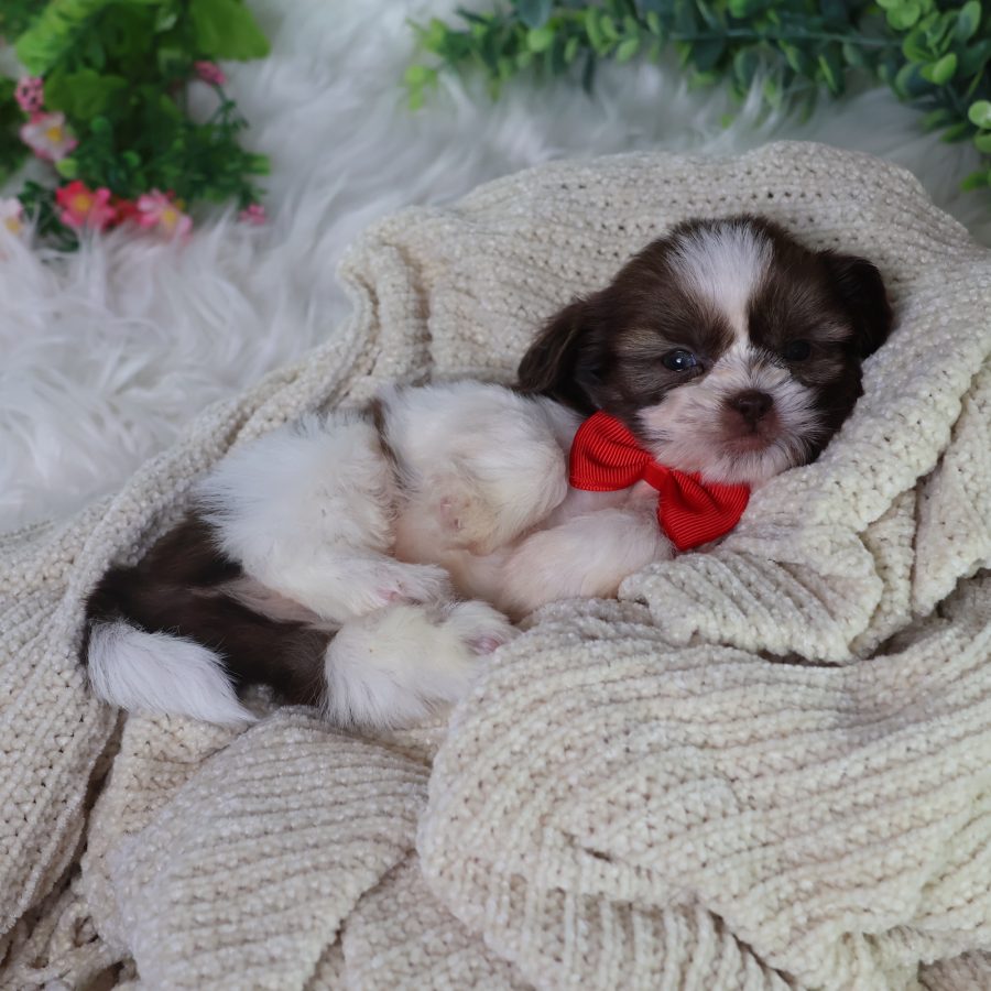 teddy bear dog puppies for sale