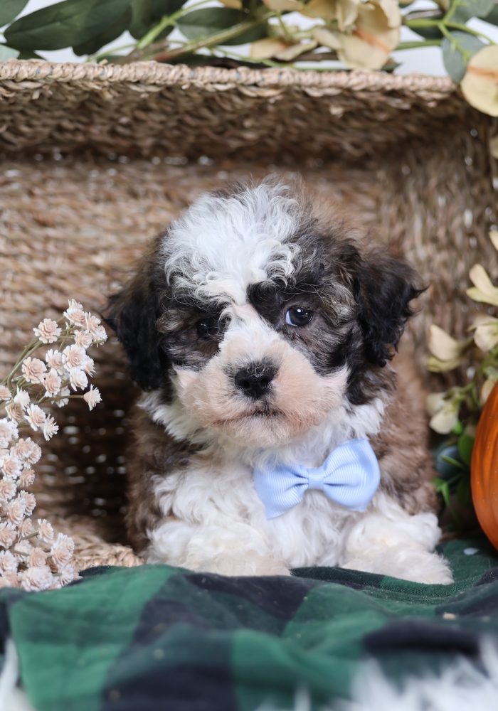 teddy bear dog puppies for sale