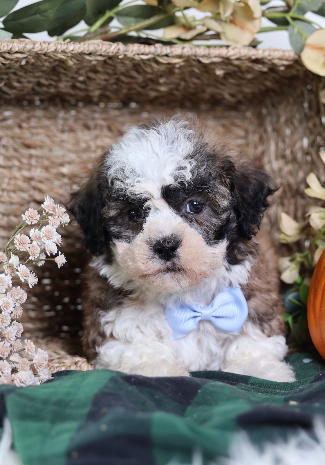 teddy bear dog puppies for sale