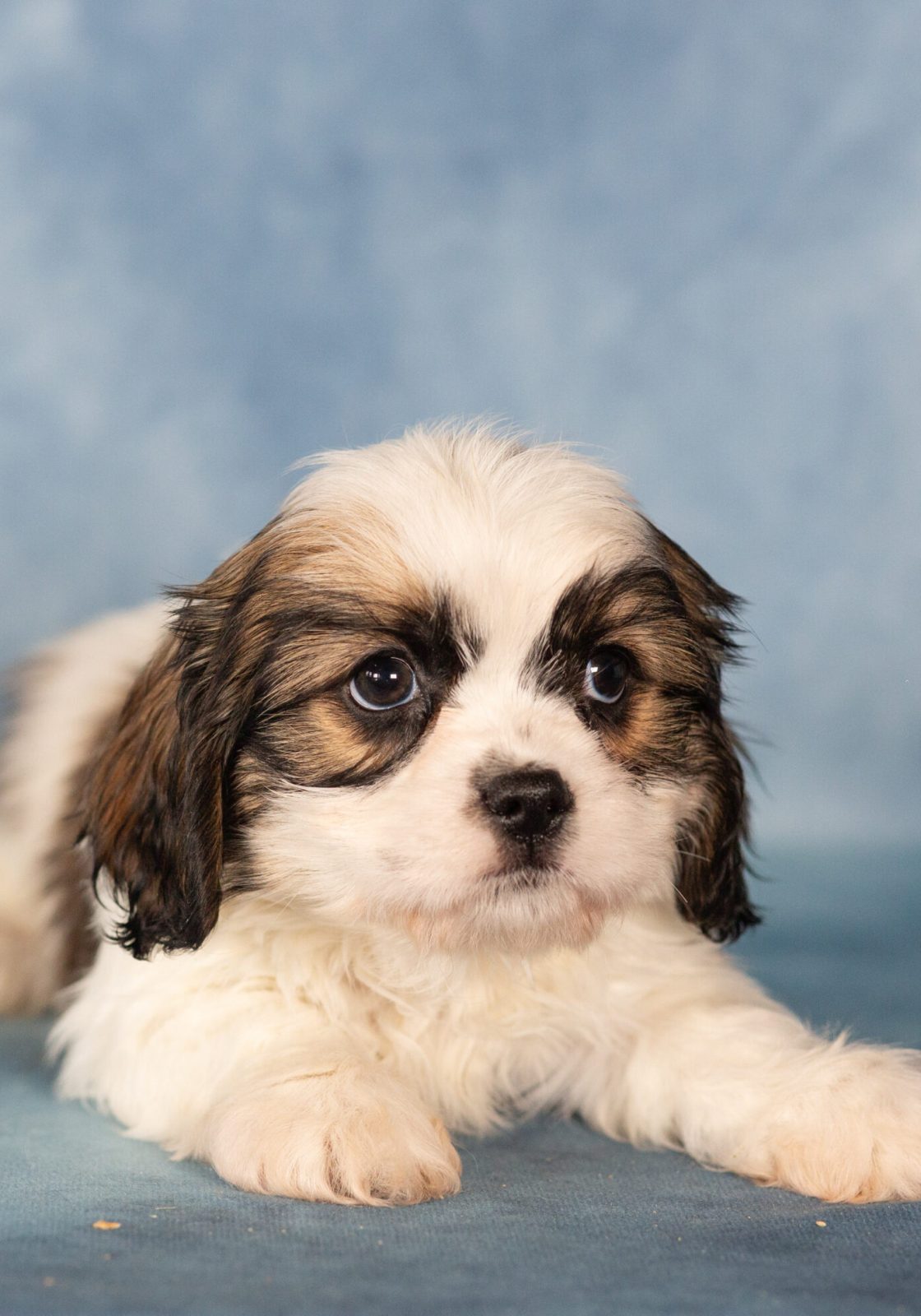 teddy bear dog puppies hypoallergenic