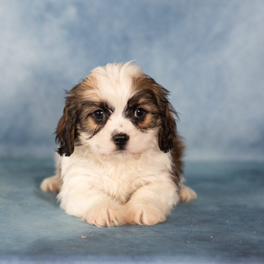 teddy bear dog puppies near me