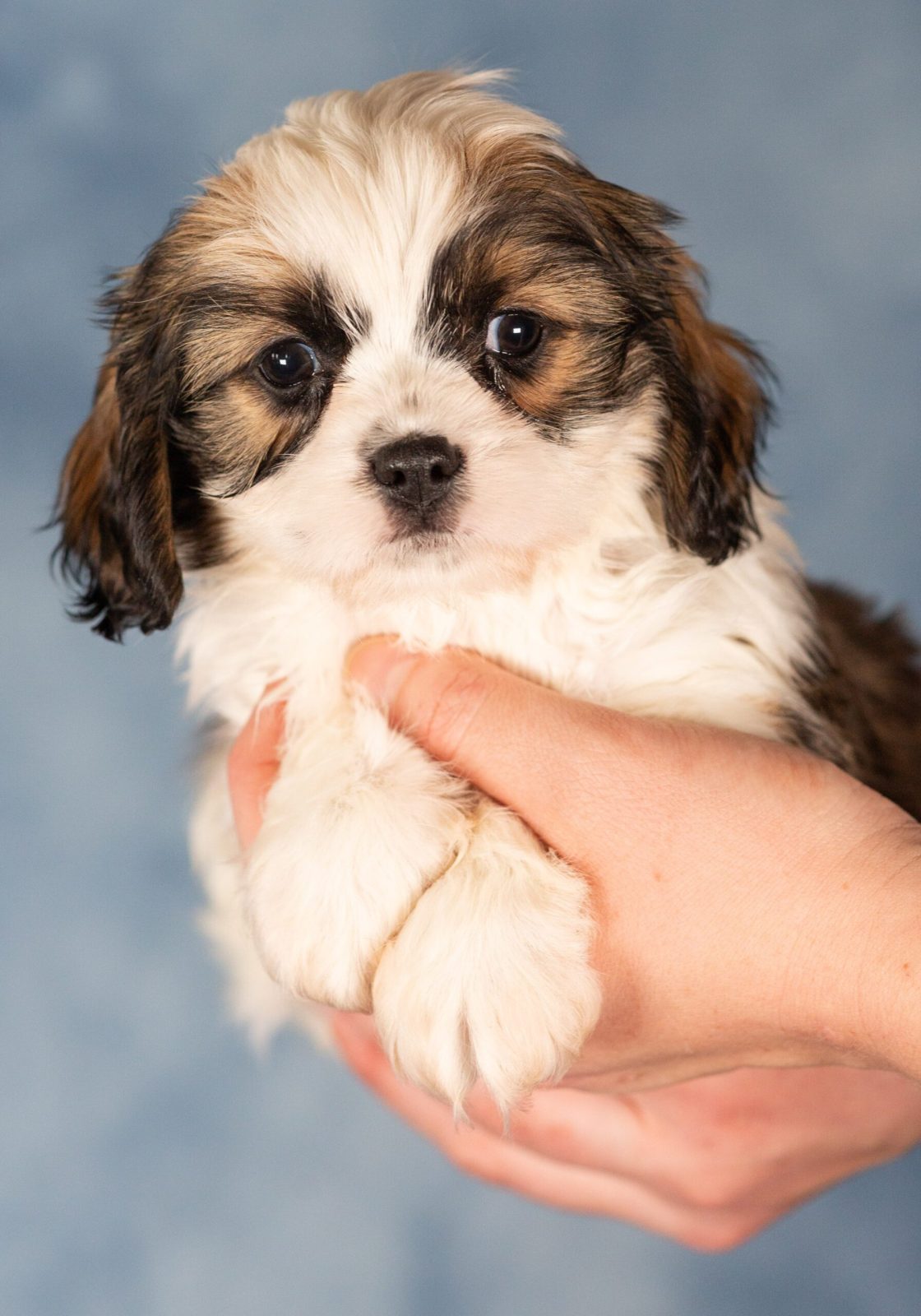 teddy bear dog puppies