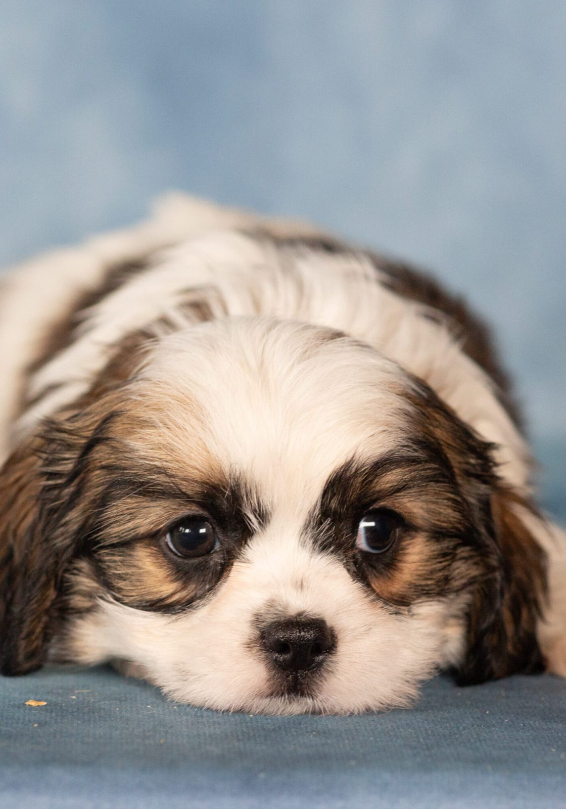 teddy bear dog puppies size