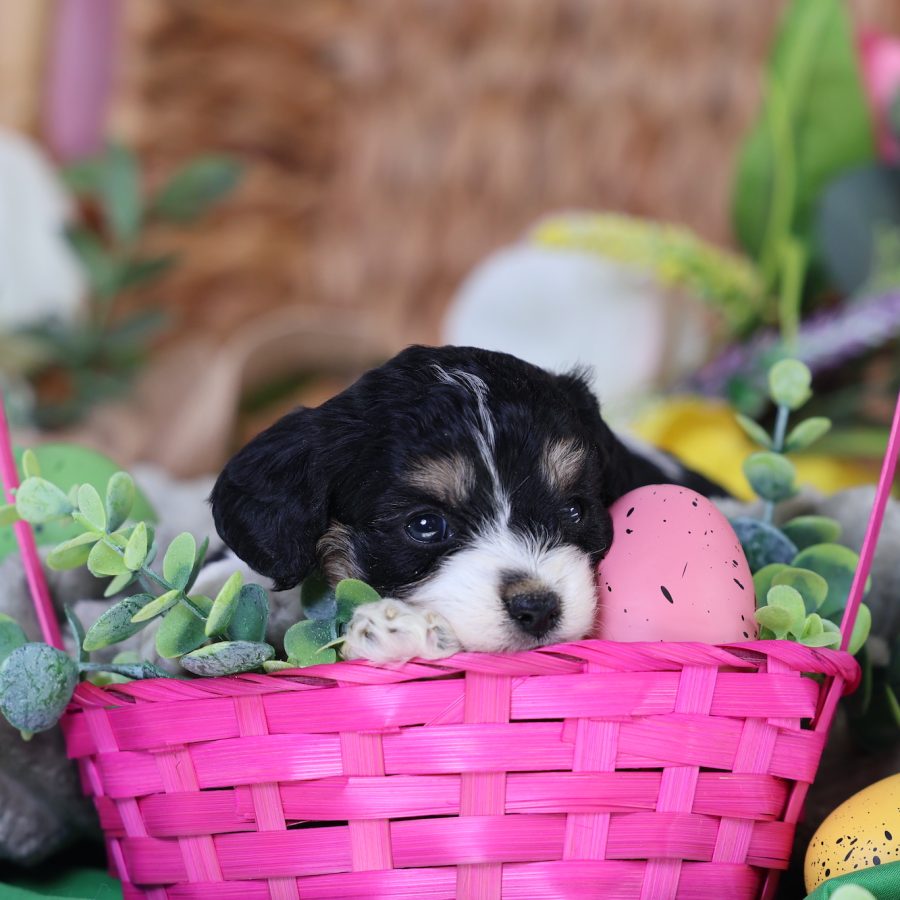 teddy bear dog puppy