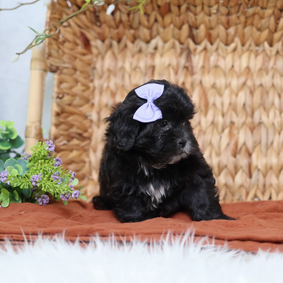 teddy bear dog puppy