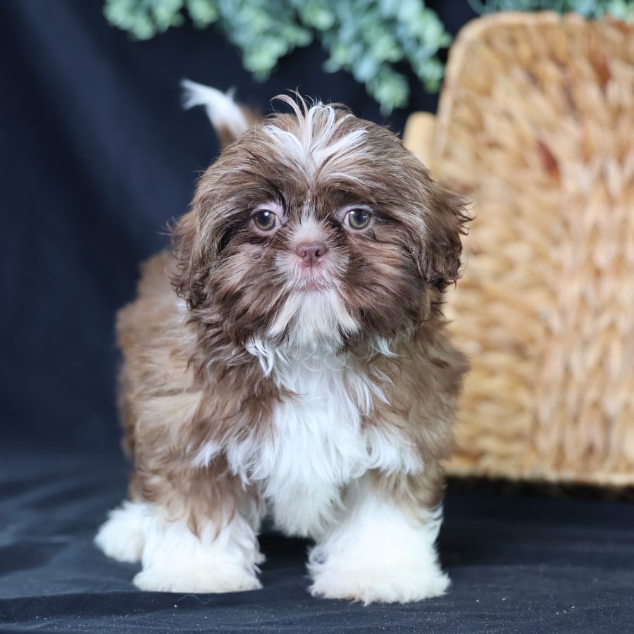 teddy bear dog puppy