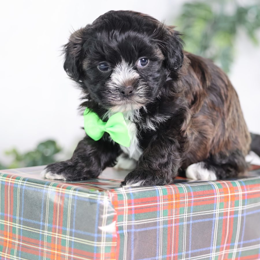teddy bear dog puppy