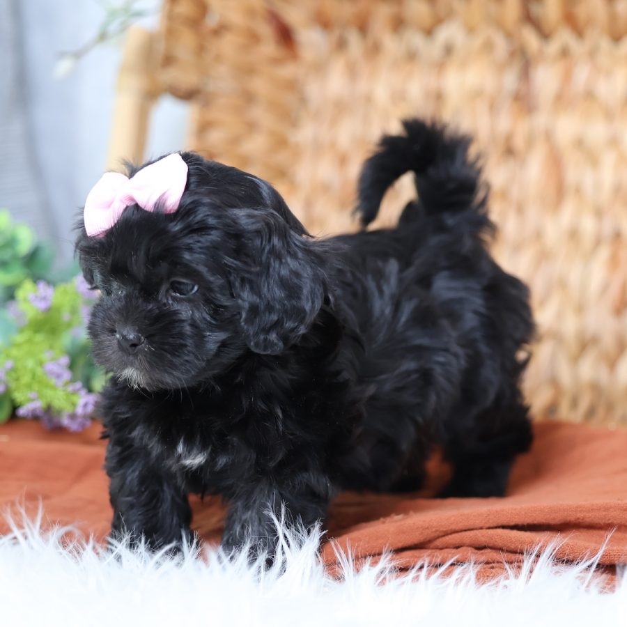 teddy bear dog puppy