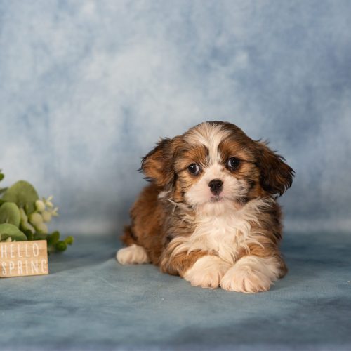 teddy bear dog puppy for sale near me