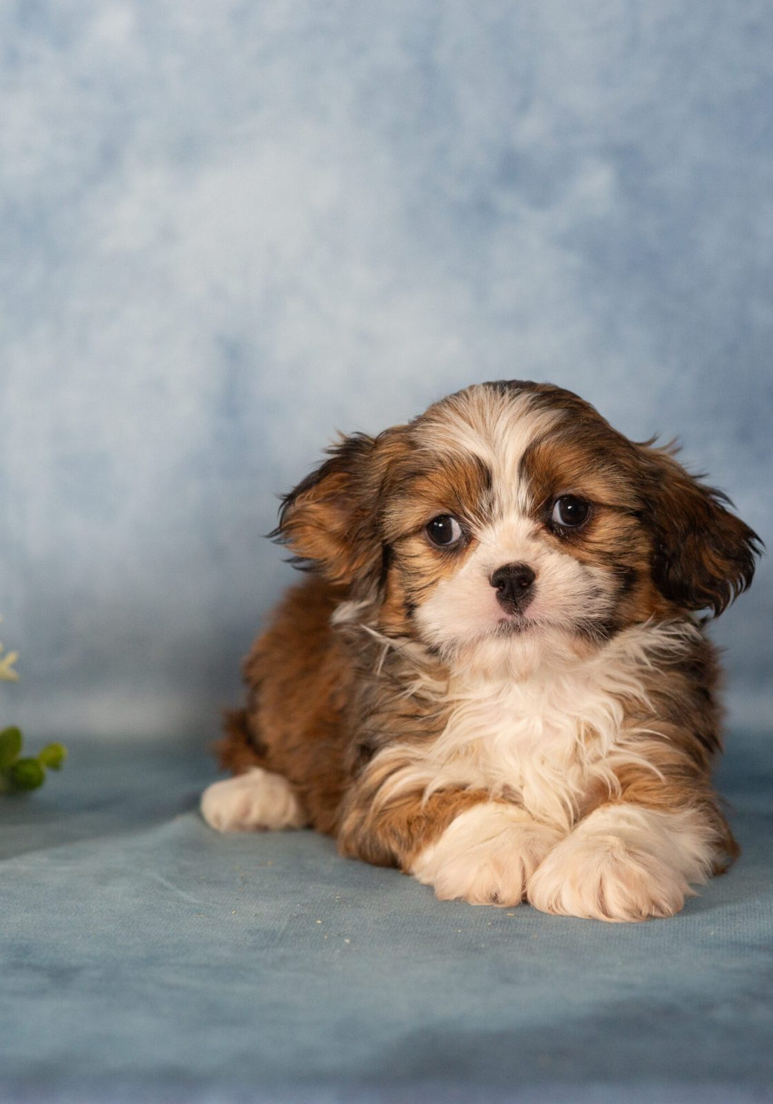 teddy bear dog puppy for sale near me