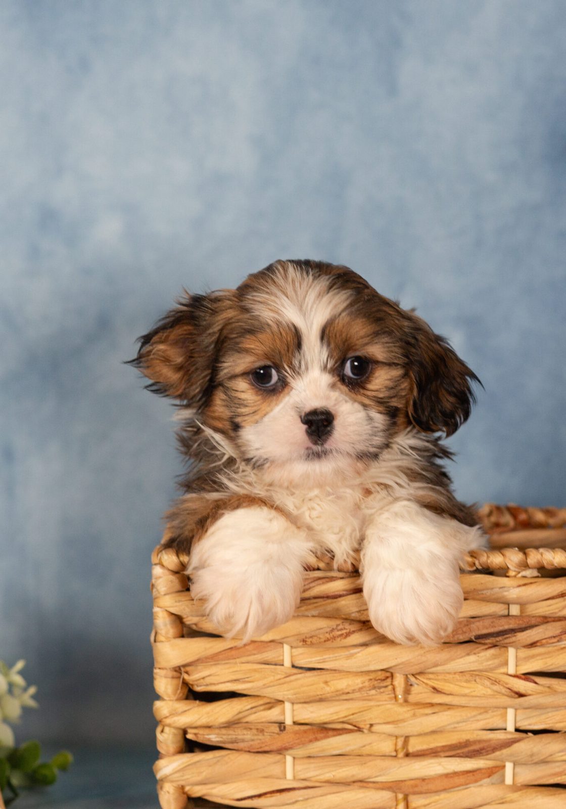 teddy bear dog puppy for sale pa