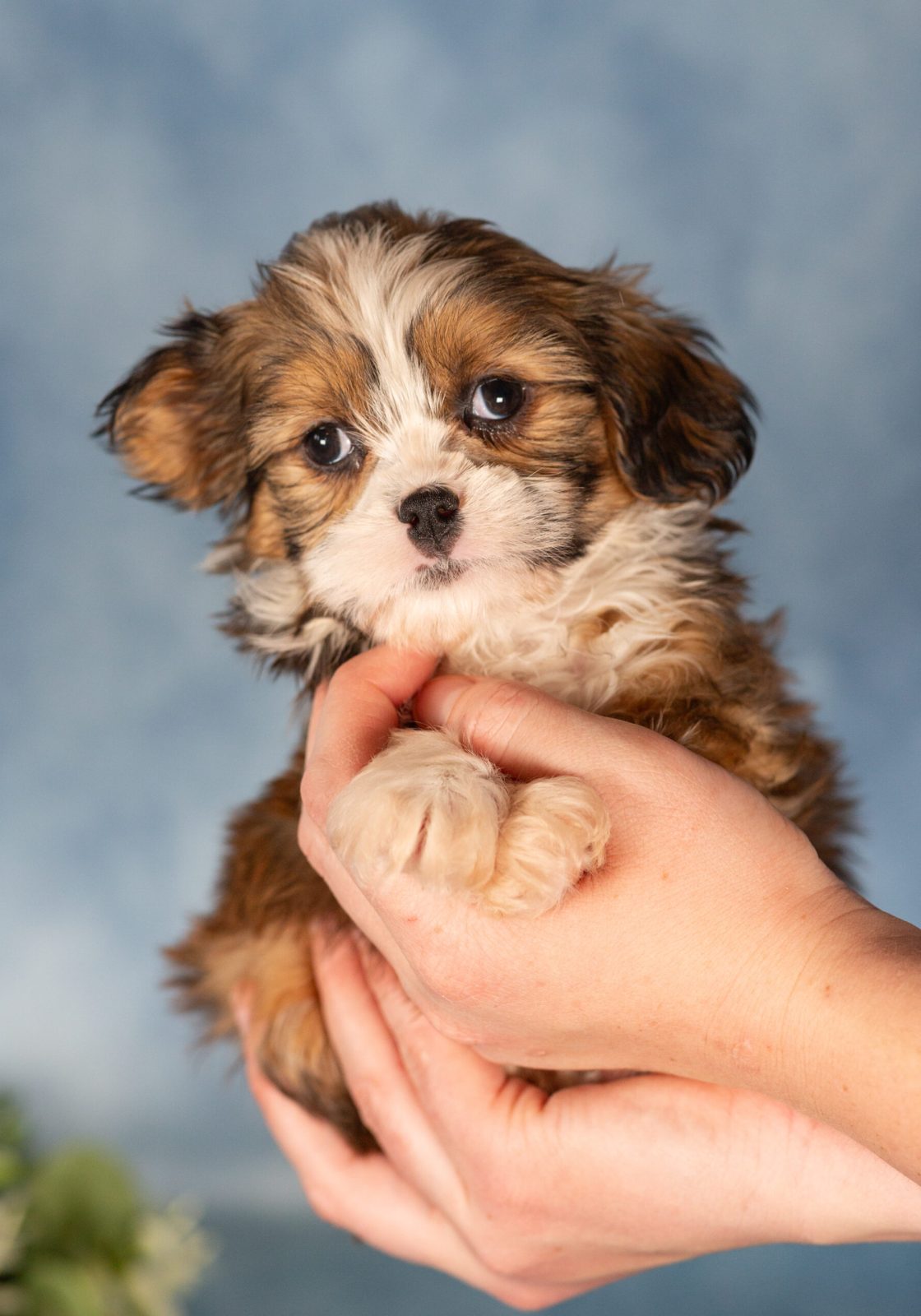 teddy bear dog puppy near me
