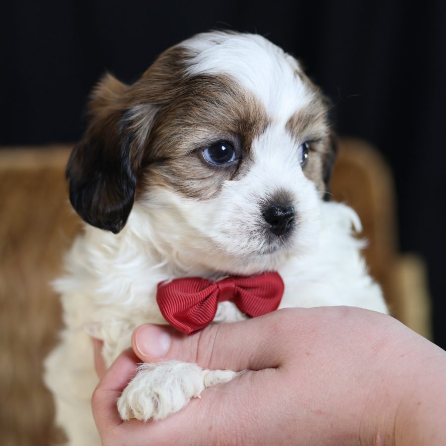 teddy bear dog puppy