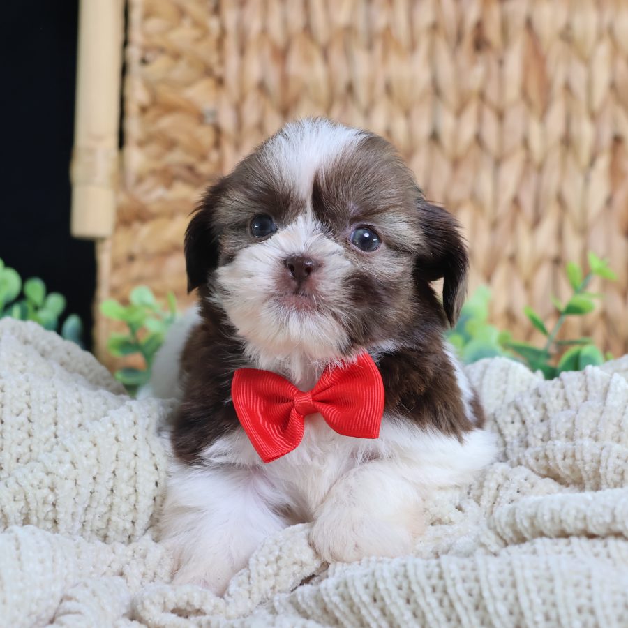 teddy bear dog puppy