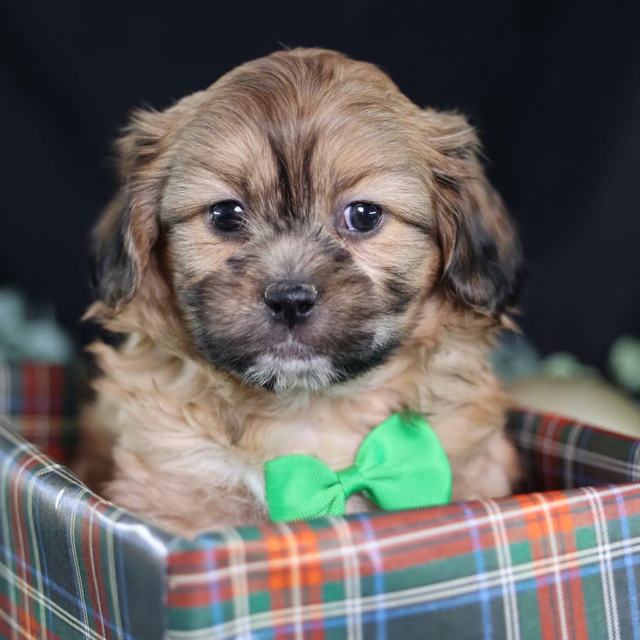 teddy bear dog puppy
