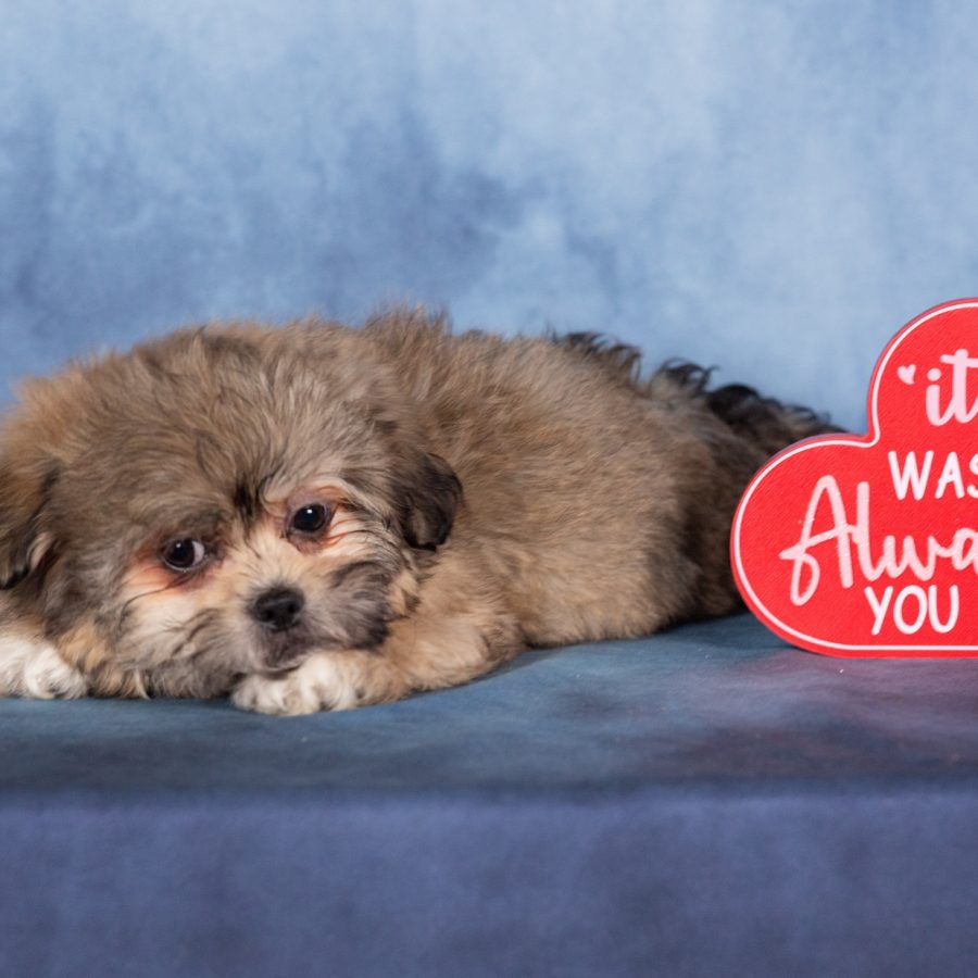 teddy bear dog puppy