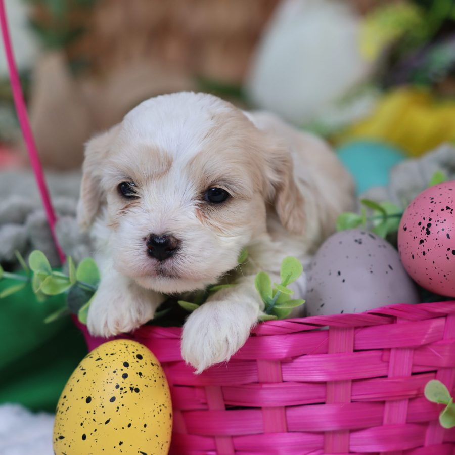 teddy bear dog puppy