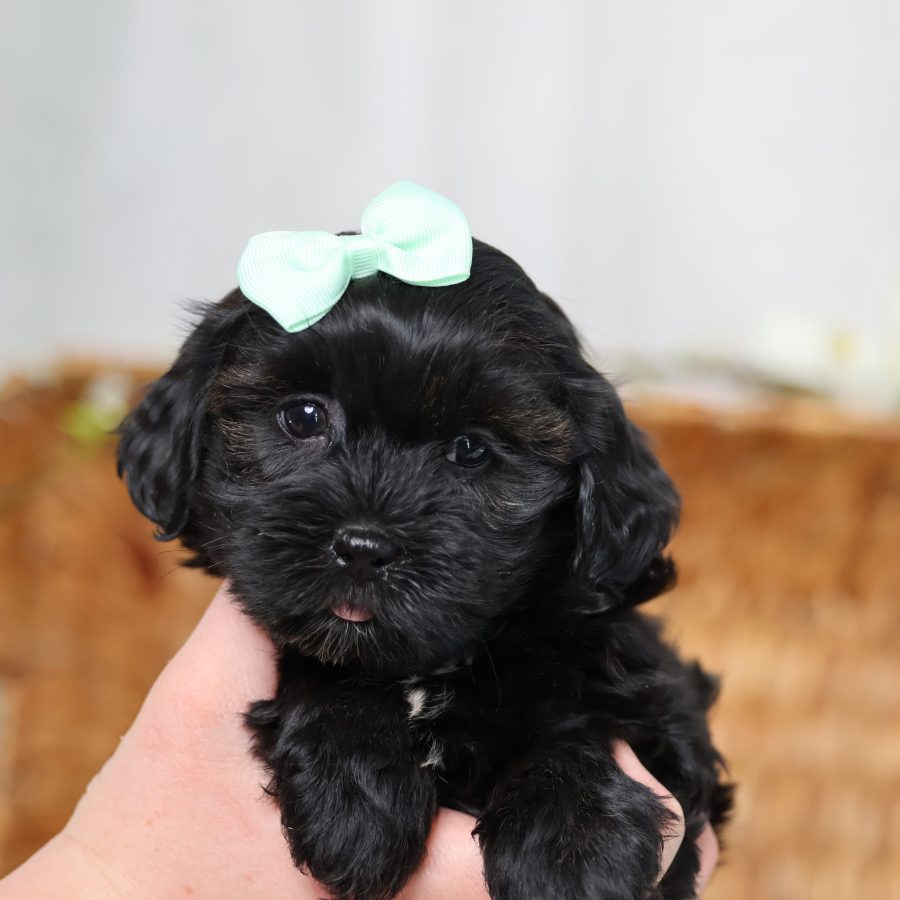 teddy bear dog puppy