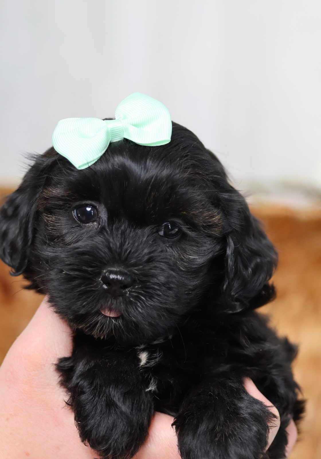 teddy bear dog puppy