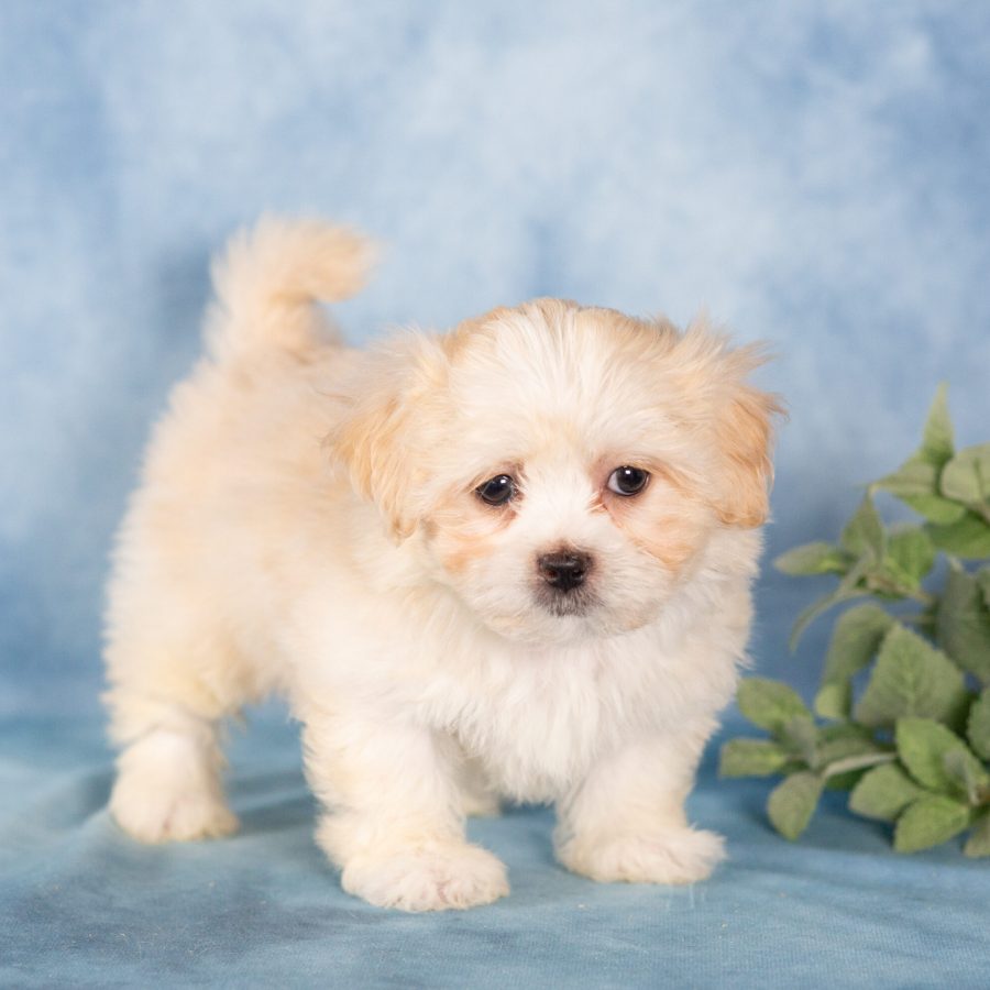 teddy bear dog puppy