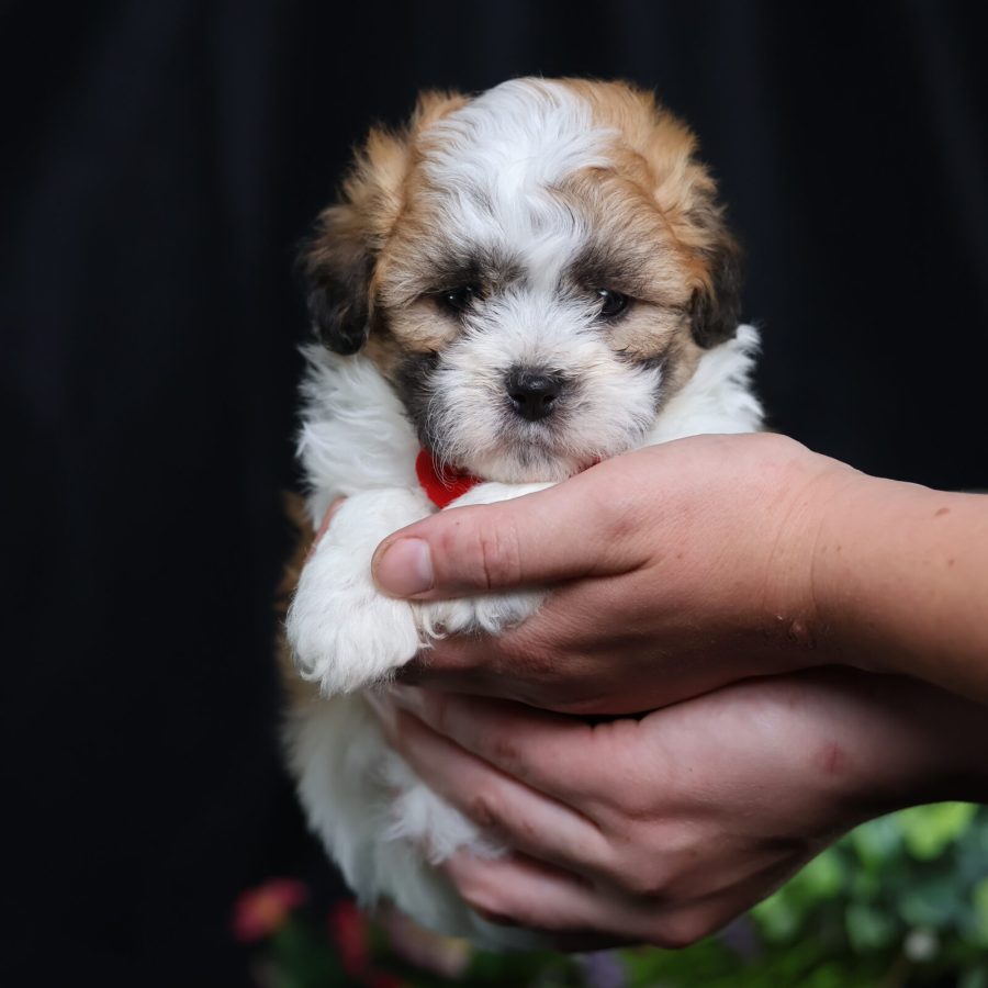 teddy bear dogs for adoption