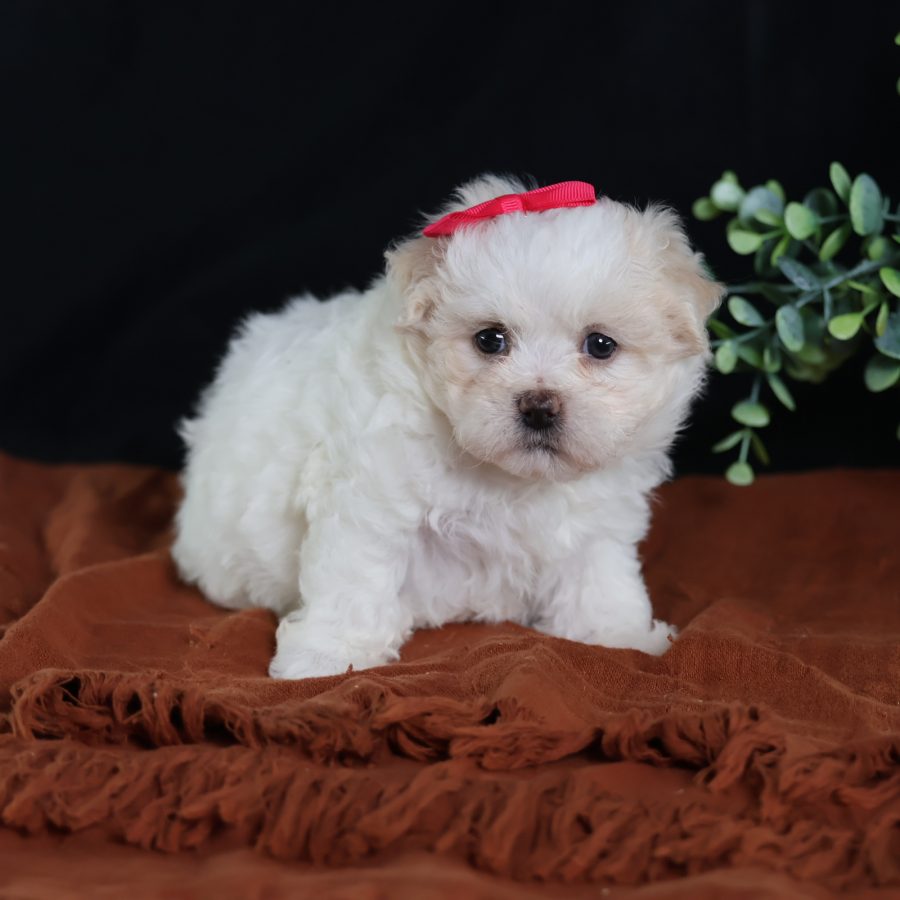 teddy bear dogs for adoption