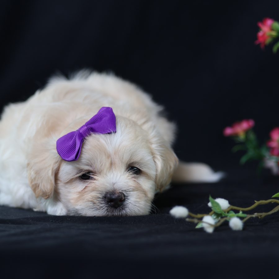 teddy bear dogs for adoption