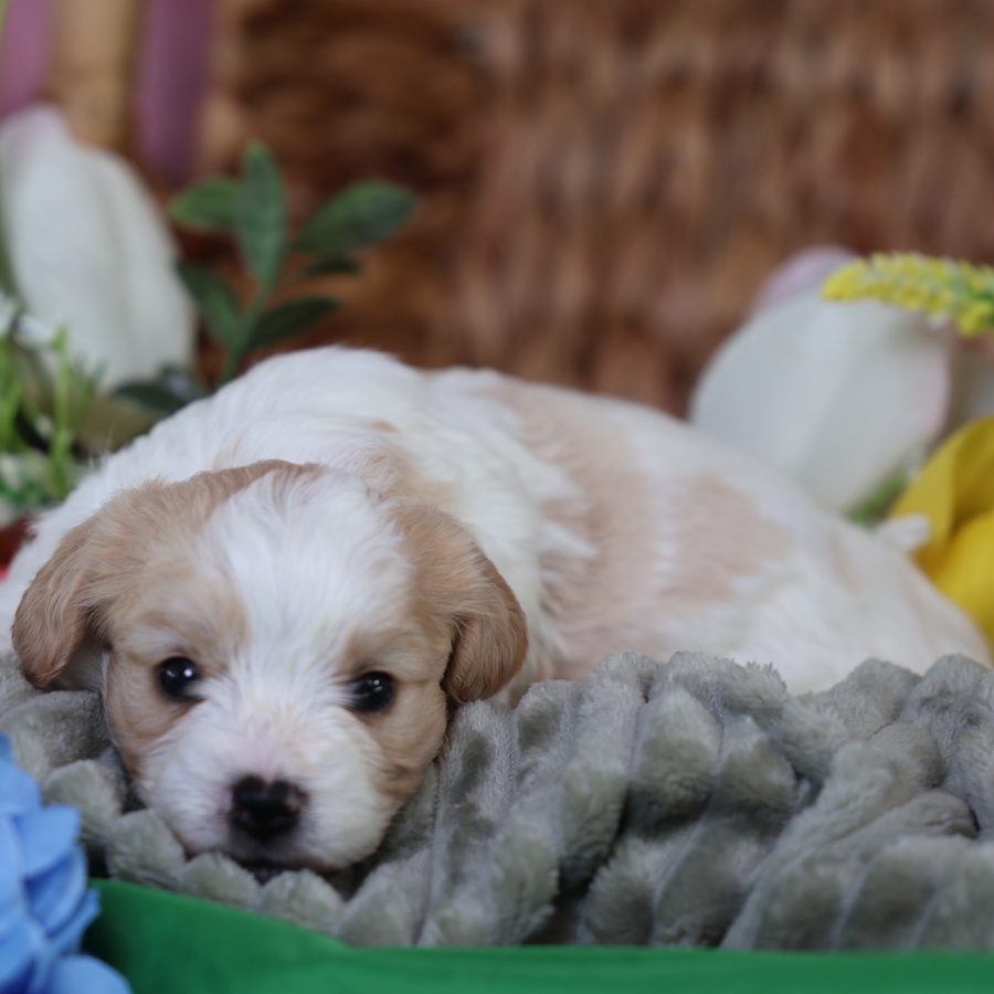 teddy bear dogs puppies