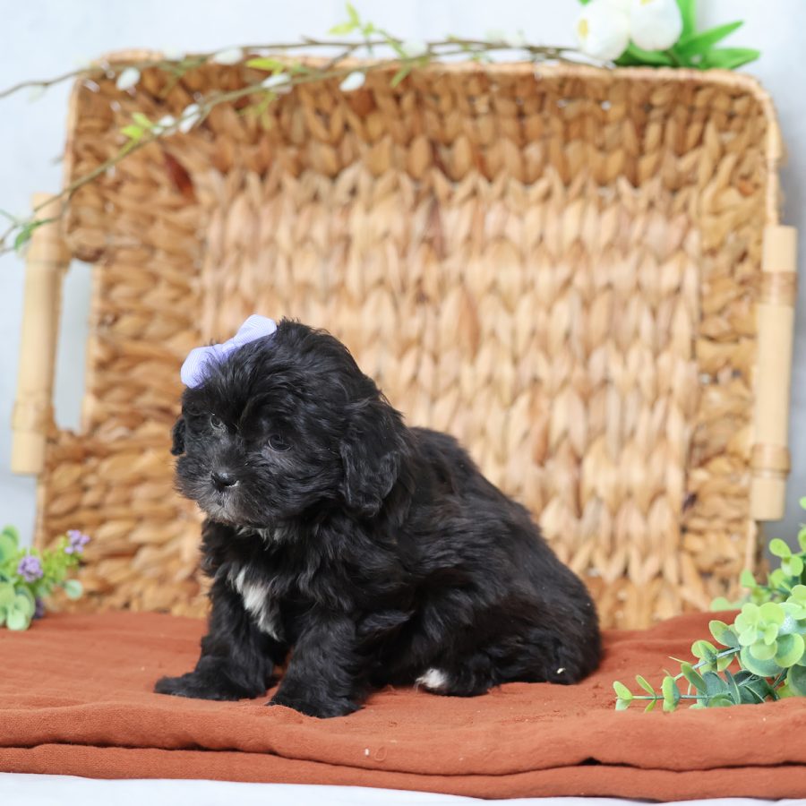 teddy bear dogs puppies