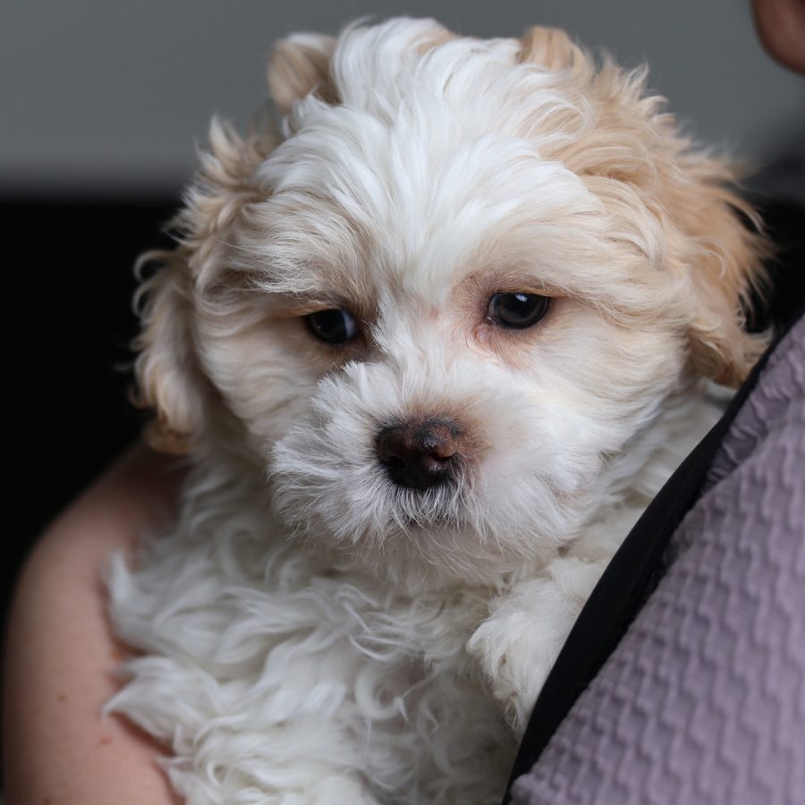 teddy bear dogs puppies