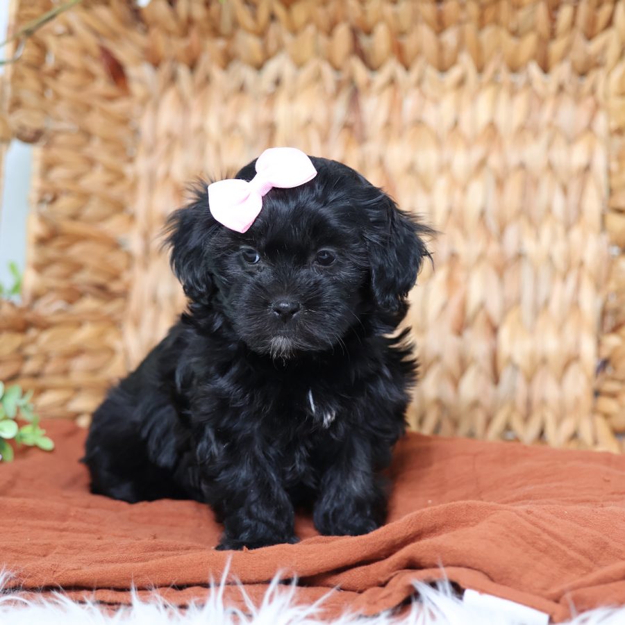 teddy bear dogs puppies