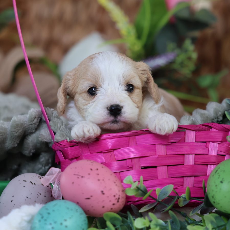 teddy bear dogs puppies