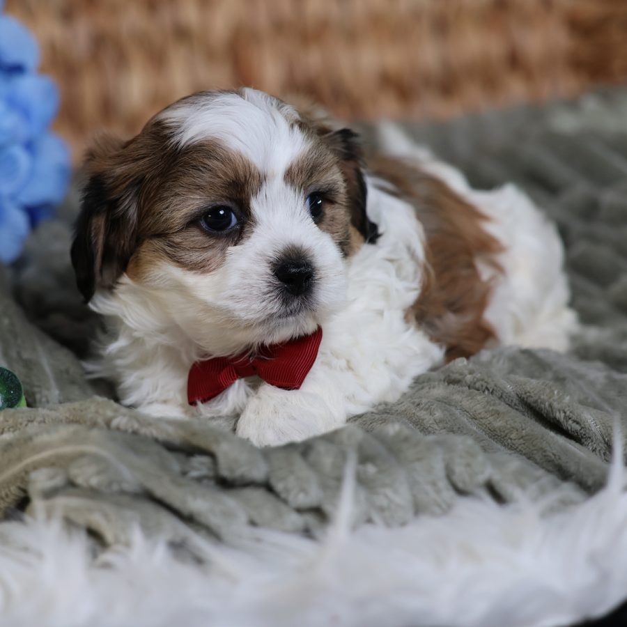 teddy bear dogs puppies