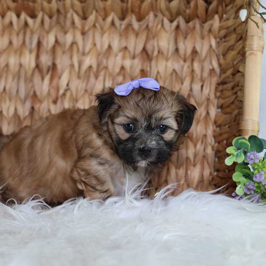 teddy bear dogs puppies