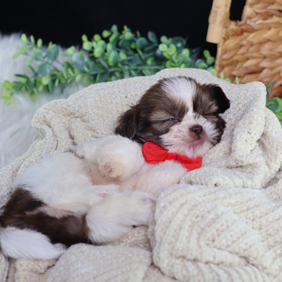 teddy bear dogs puppies