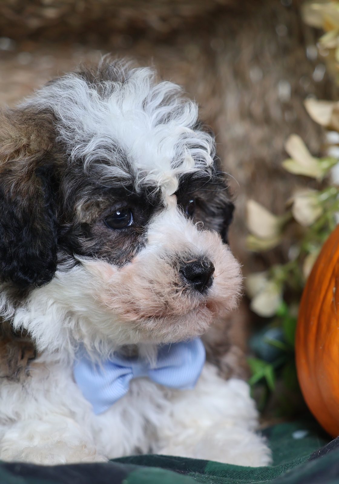 teddy bear dogs puppies